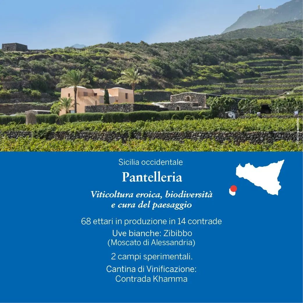 Ben Ryé 2019 Passito di Pantelleria Doc - in astuccio, Donnafugata, 0,75L Vini e liquori Donnafugata 