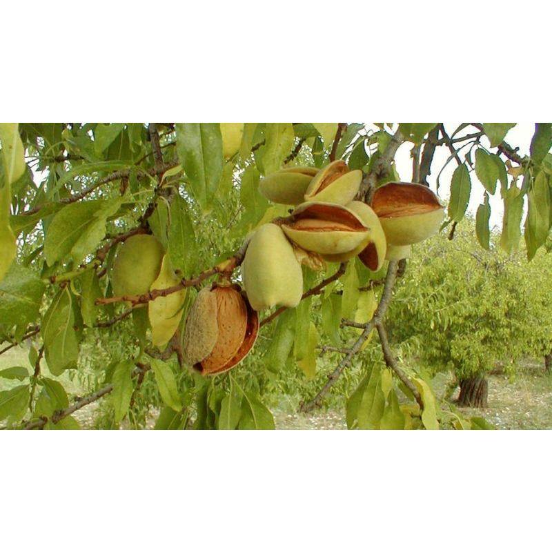 Mandorla Pizzuta di Avola sgusciata, 150 gr Frutta Secca Food in Sicily 