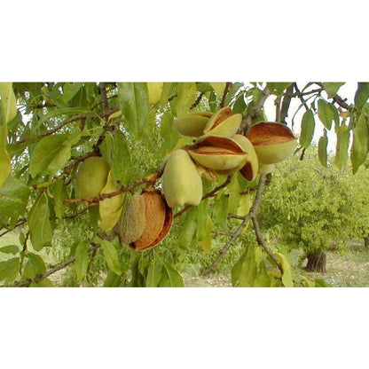 Mandorla Pizzuta di Avola sgusciata, 150 gr Frutta Secca Food in Sicily 