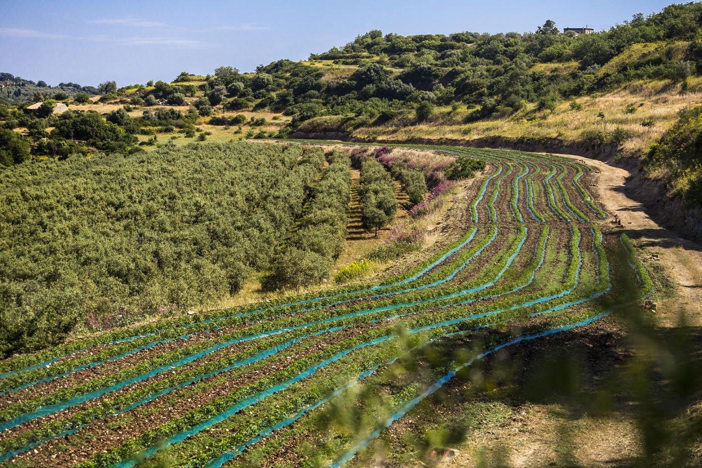 Salsa Biologica pronta di pomodoro ciliegino, 330 grammi Sugo Salemipina 