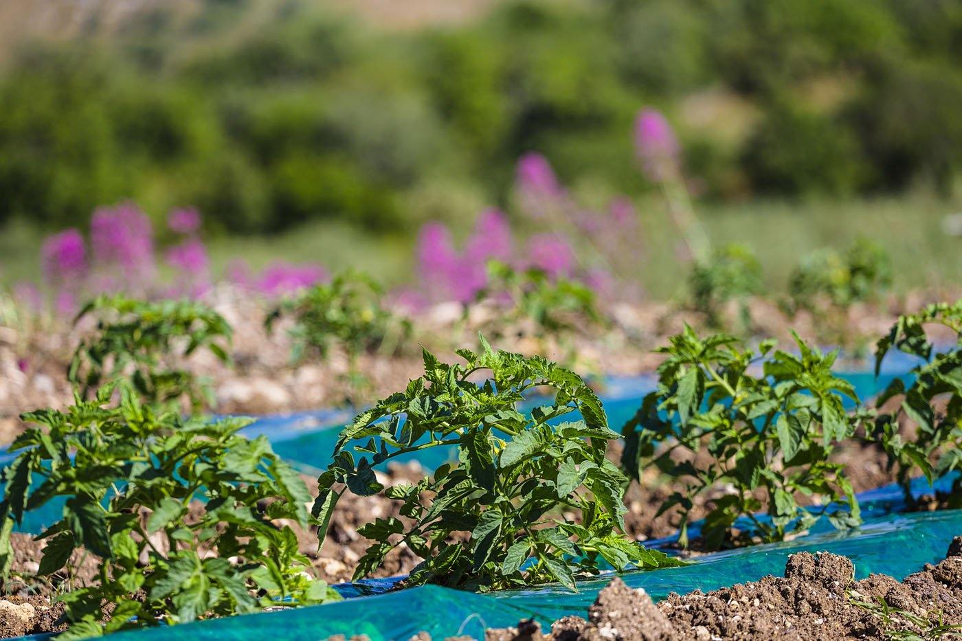 Salsa Biologica pronta di pomodoro ciliegino, 330 grammi Sugo Salemipina 