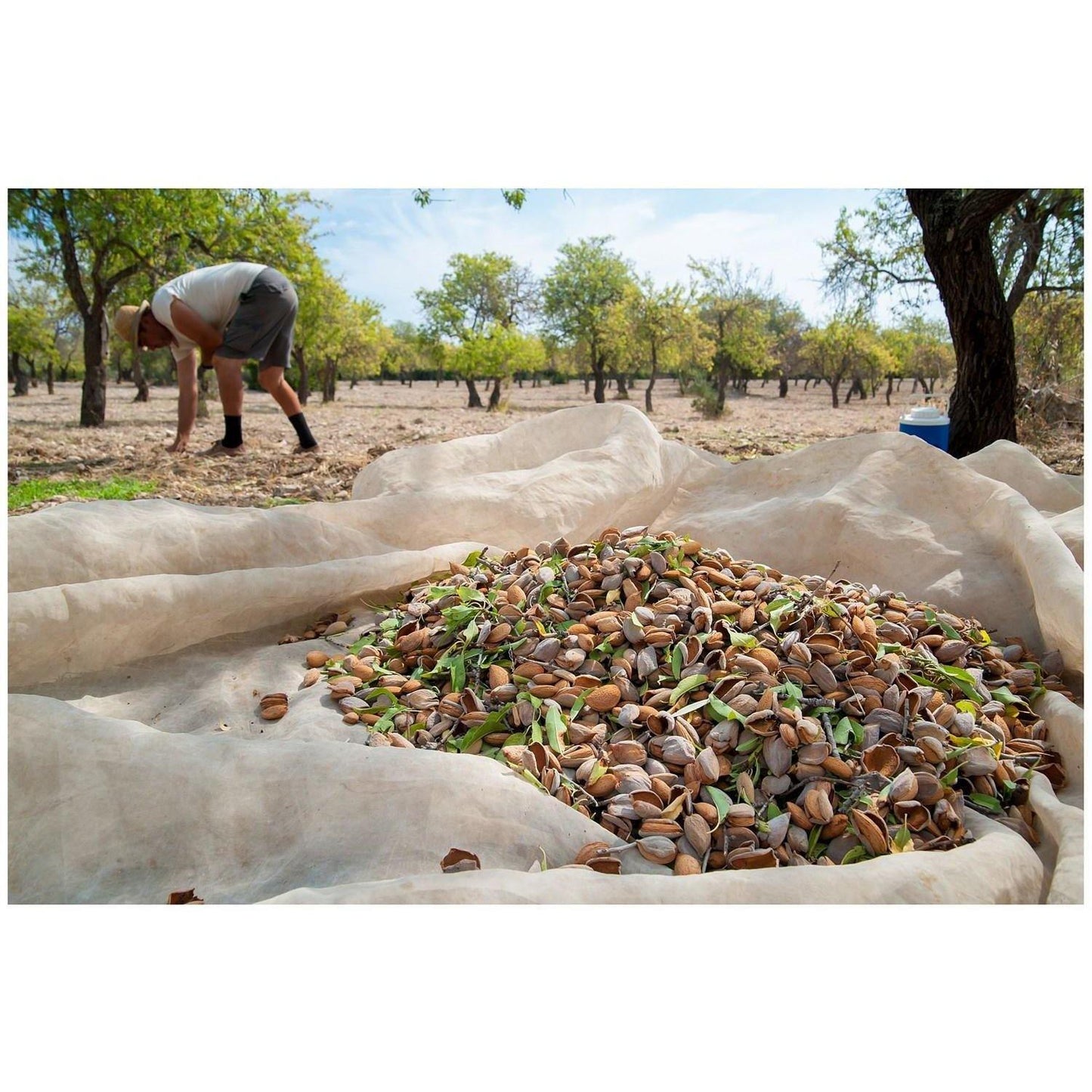 Mandorla di Avola Pizzuta sgusciata e tostata - 150 gr Frutta Secca Food in Sicily 